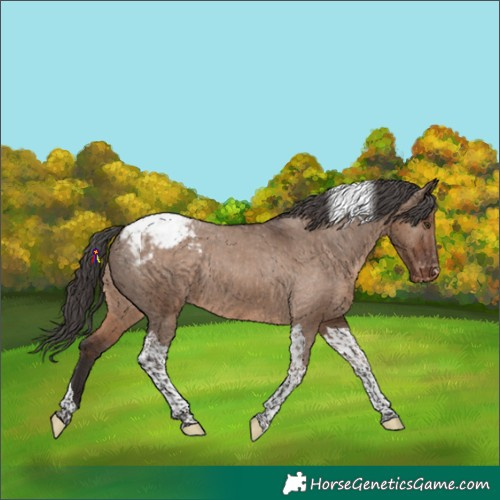 Horse Color:Liver Red Dun Tobiano Snowcap Rabicano 