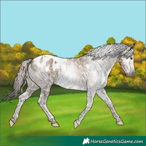 Horse Color:Gray Liver Red Dun Tobiano Blanket Rabicano