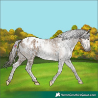 Horse Color:Gray Liver Red Dun Tobiano Blanket Rabicano 