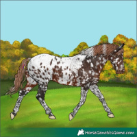 Horse Color:Liver Chestnut Tobiano Appaloosa 