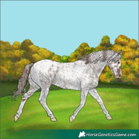 Horse Color:Liver Red Dun Roan Tobiano Appaloosa Rabicano 