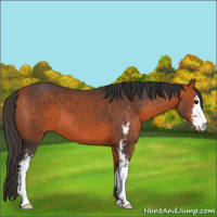 Horse Color:Bay Sabino 