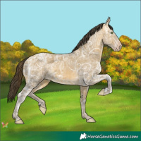 Horse Color:Sable Cream Champagne Ice 