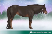 Horse Color:Liver Chestnut 