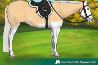 Horse Color:Silver Buckskin Splash