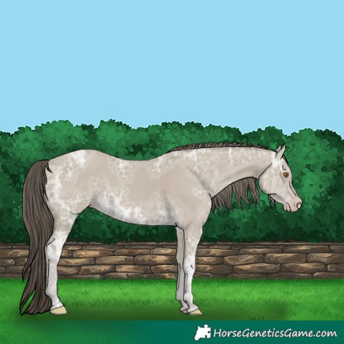 Horse Color:Classic Cream Champagne Ice 