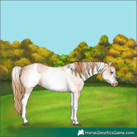Horse Color:White Spotted Chestnut Sabino Frame 