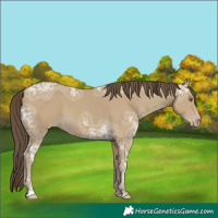 Horse Color:Classic Cream Champagne Ice 