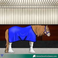 Horse Color:Chestnut Sabino