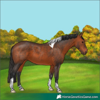Horse Color:Bay Tobiano