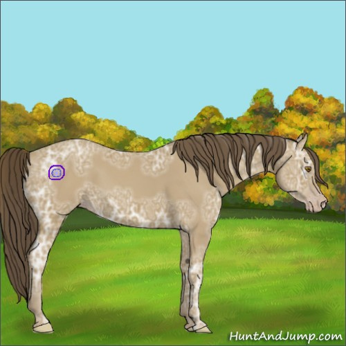 Horse Color:Classic Cream Champagne Ice 