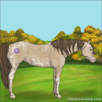 Horse Color:Classic Cream Champagne Ice