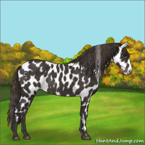 Horse Color:Smoky Black Appaloosa 