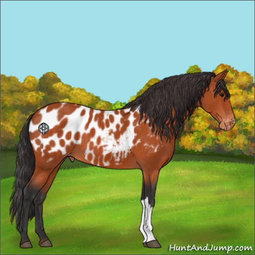 Horse Color:Bay Appaloosa 