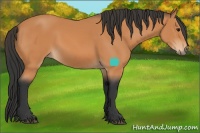 Horse Color:Bay Rabicano 