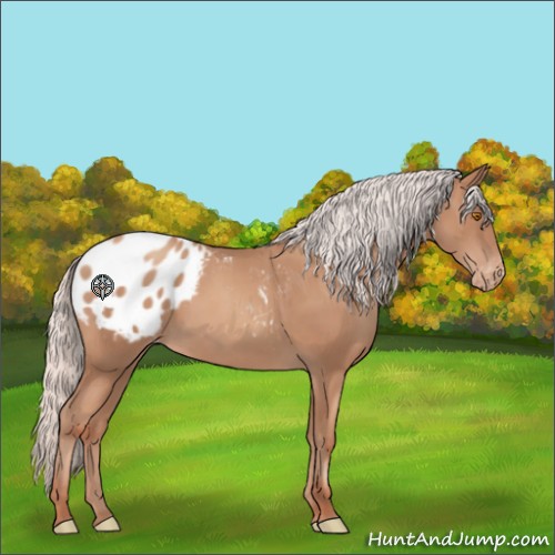 Horse Color:Silver Classic Champagne Appaloosa 