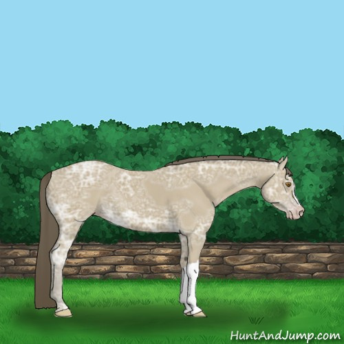 Horse Color:Classic Cream Champagne Ice 