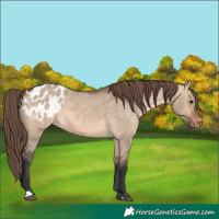 Horse Color:Brown Dun Appaloosa 