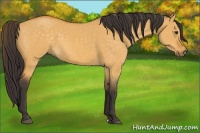 Horse Color:Buckskin Dun 