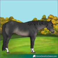 Horse Color:Black Rabicano 