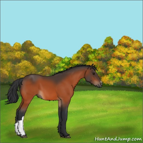 Horse Color:Bay 