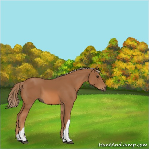 Horse Color:Chestnut 
