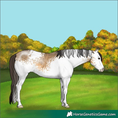 Horse Color:White Spotted Buckskin Dun Rabicano 