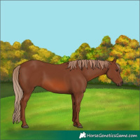 Horse Color:Chestnut 