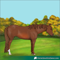 Horse Color:Chestnut 