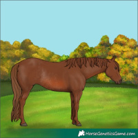 Horse Color:Chestnut Rabicano 