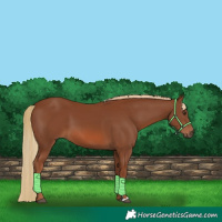 Horse Color:Chestnut 