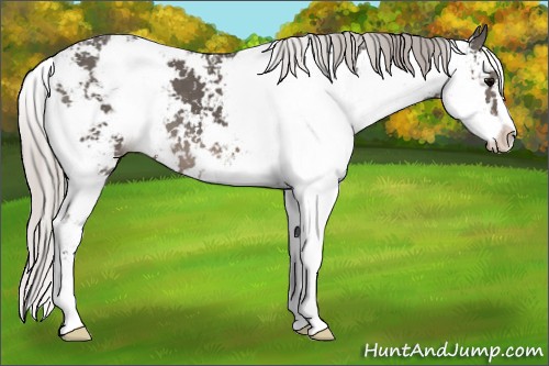 Horse Color:Silver Black Sabino 