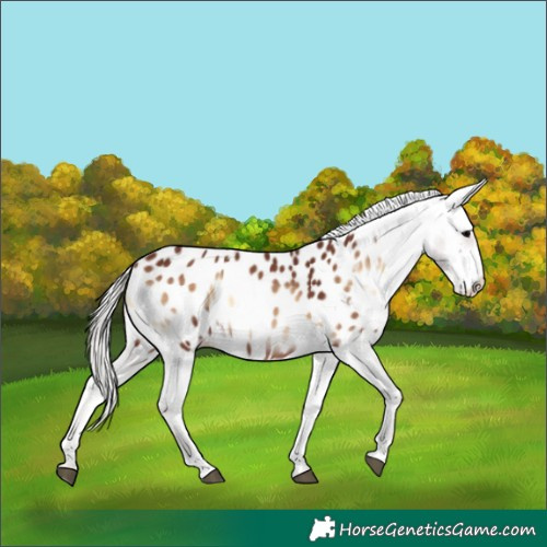 Horse Color:Chocolate Silver Brown Onyx Appaloosa Rabicano 