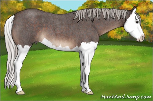 Horse Color:Silver Brown Roan Splash 