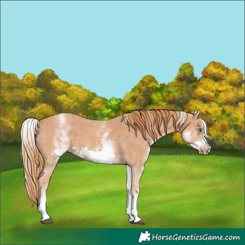 Horse Color:White Spotted Chestnut Sabino Frame 