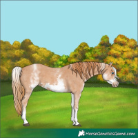 Horse Color:White Spotted Chestnut Sabino Frame 