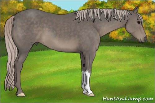 Horse Color:Silver Black 