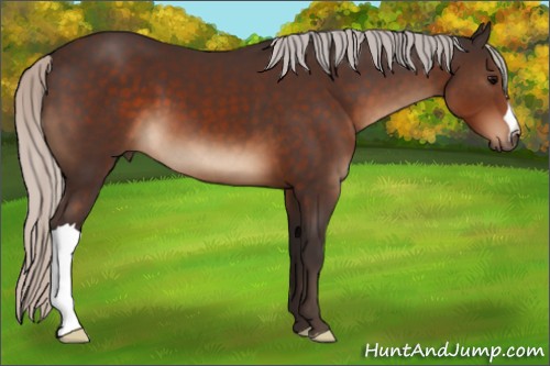 Horse Color:Silver Brown 