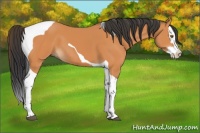 Horse Color:Bay Splash Tobiano 