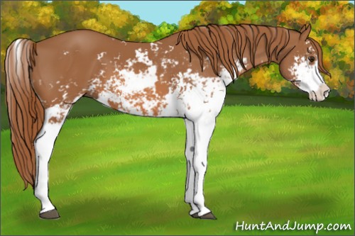 Horse Color:Chestnut Sabino 