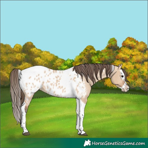 Horse Color:Bay Dun Splash Tobiano Appaloosa 