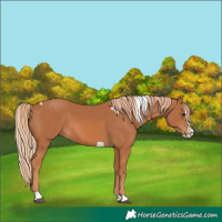 Horse Color:Chestnut Splash Tobiano 