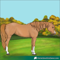 Horse Color:Chestnut Sabino Tobiano 