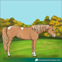 Horse Color:Chestnut Splash Tobiano 