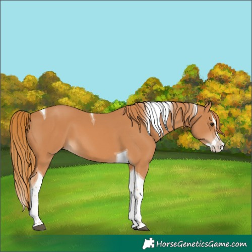 Horse Color:Chestnut Splash Tobiano 