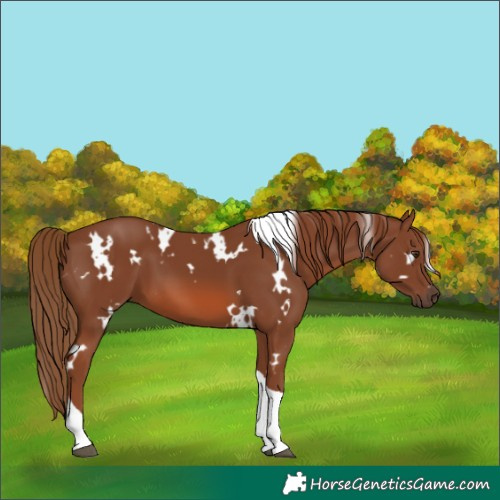 Horse Color:White Spotted Chestnut Tobiano