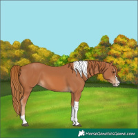 Horse Color:Chestnut Splash Tobiano 