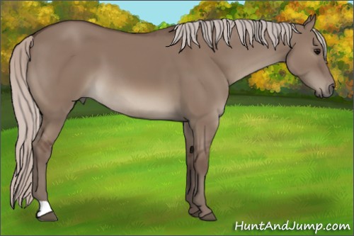 Horse Color:Silver Grullo 