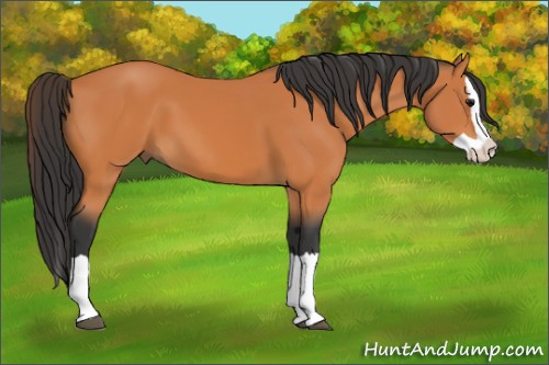 Horse Color:Bay Splash 