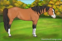 Horse Color:Bay Splash 